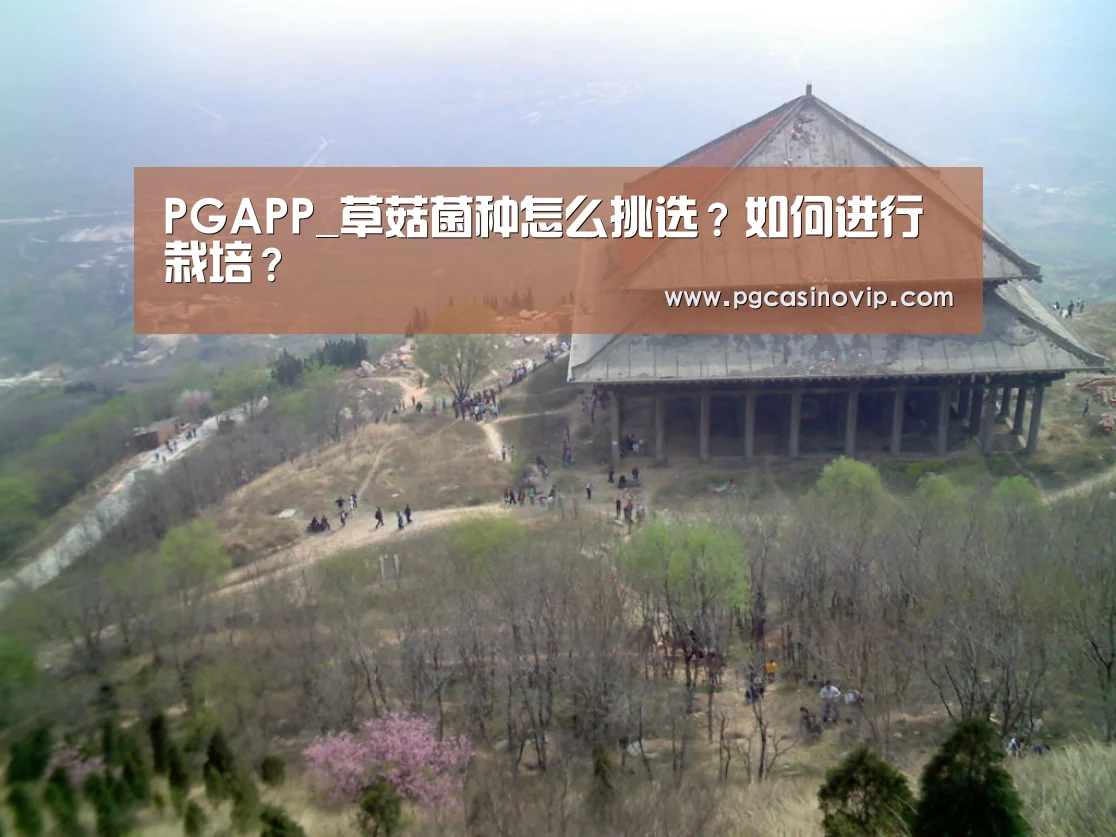 PGAPP_草菇菌种怎么挑选?如何进行栽培?(图2) PGAPP_草菇菌种怎么挑选?如何进行栽培?(图2)