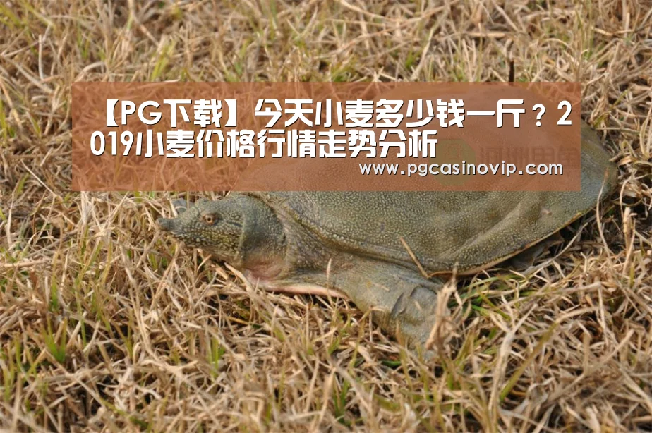 PG掌上
