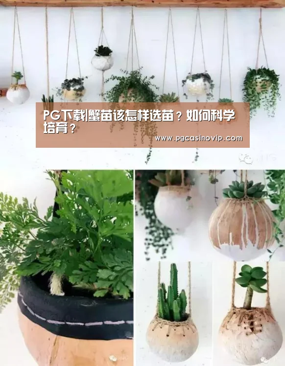 PG下载|蟹苗该怎样选苗?如何科学培育?(图2) PG下载|蟹苗该怎样选苗?如何科学培育?(图2)