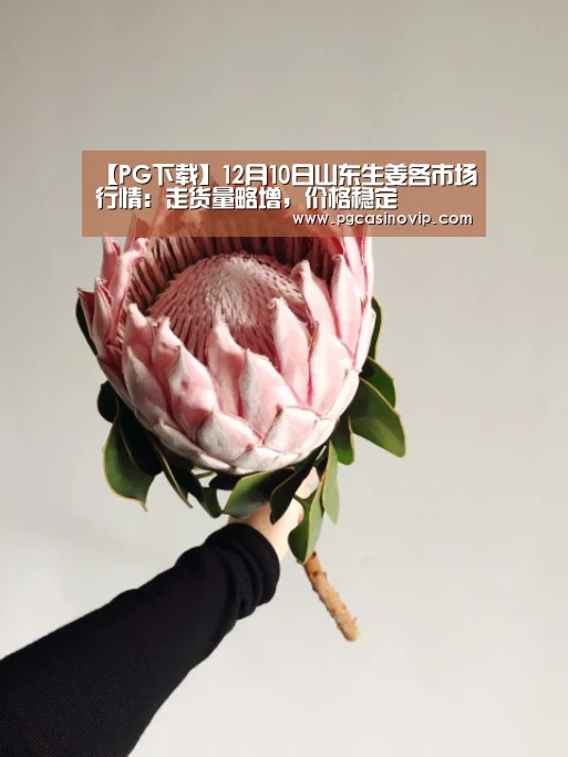 【PG下载】12月10日山东生姜各市场行情:走货量略增,价格稳定(图1) 【PG下载】12月10日山东生姜各市场行情:走货量略增,价格稳定(图1)